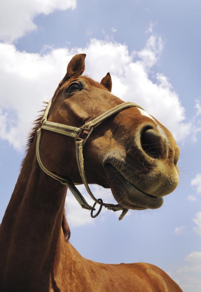 Harness racing returning to Hiawatha