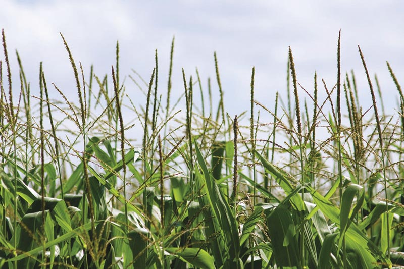 10 things to know about BioAmber
