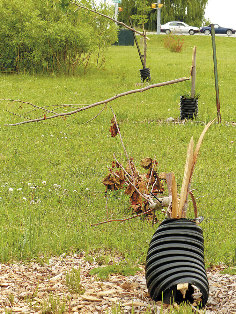 Knotty behaviour: Residents report a rash of damaged trees