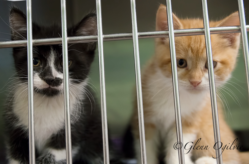 City hall swamped with complaints about free roaming pets