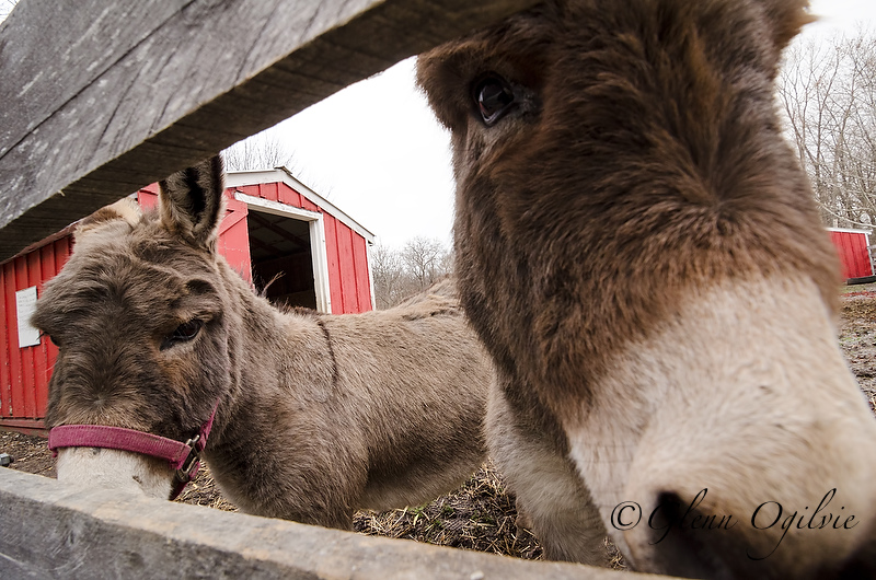 Betting the farm: Animal care could trigger change at Children’s Animal Farm