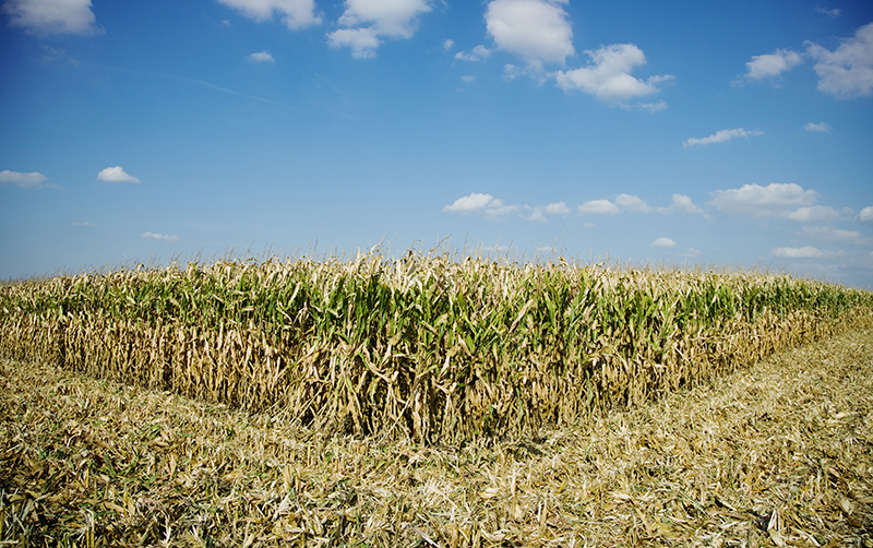 New plant will turn corn stalks into sugar