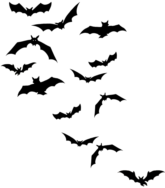 GUEST COLUMN: Why bats are really our friends