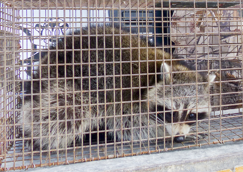 LETTER: Relocating a sick, wild animal poses risk to public