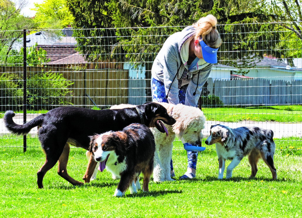 Dog park