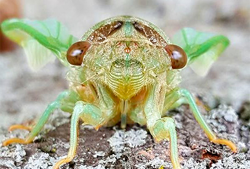 OPINION: All that buzz coming from one of Sarnia’s more amazing bugs