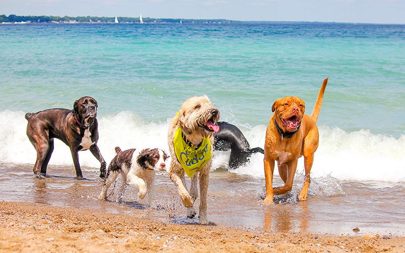 Expanding Doggie Paddle Beachfest features barks and brews