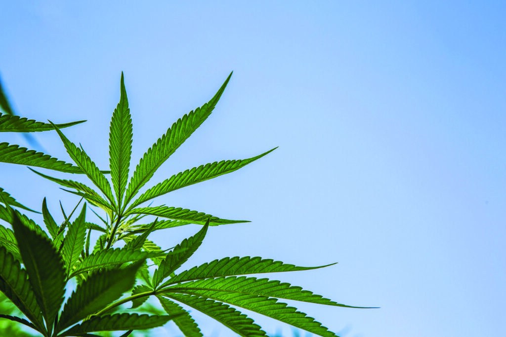 Sarnia doctor’s medical marijuana research shared internationally
