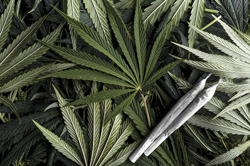 Legal pot fuelling demand for homegrown teaching program