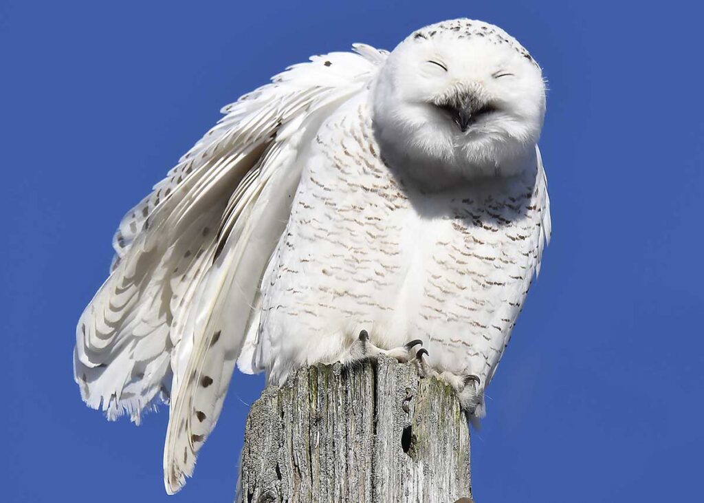 Even in winter, Sarnia is a great place to watch nature