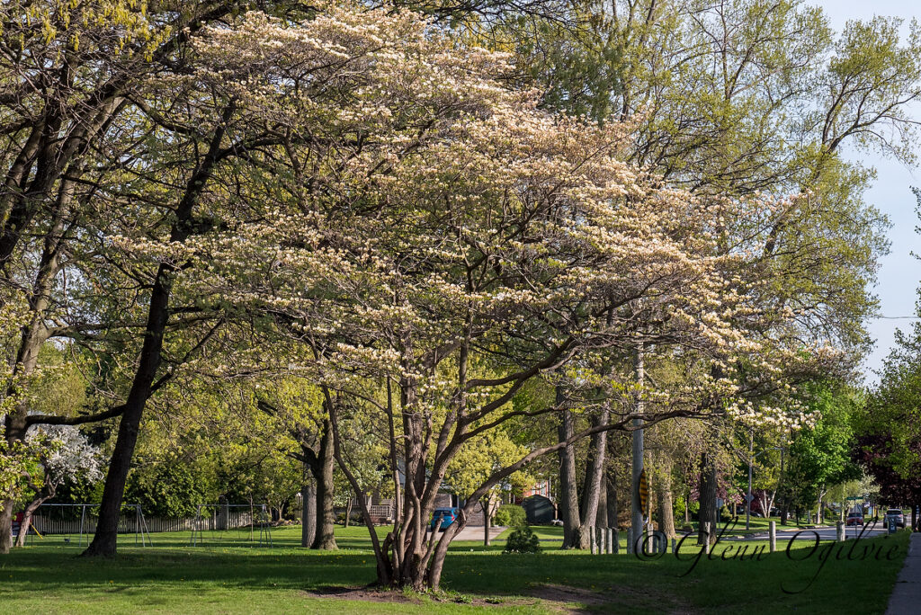 This beautiful tree is the last one of its kind in Sarnia