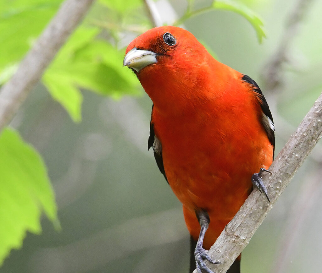 Canatara Park ranks among world’s ‘best places to bird’