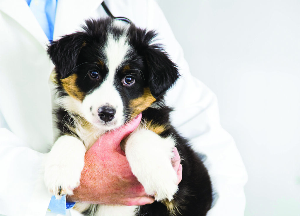Pet owners dismayed by loss of after-hours vet service
