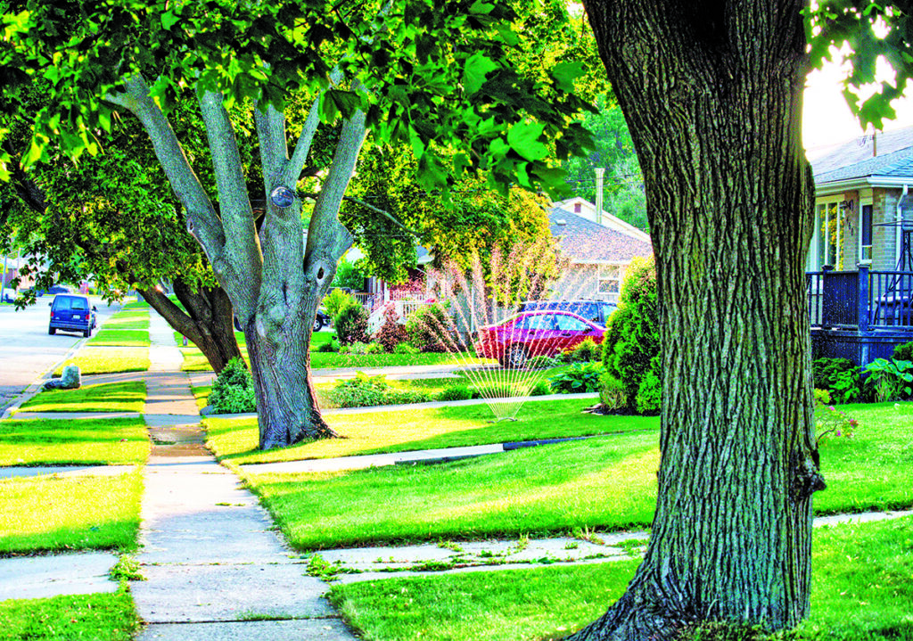 Growing drought has left trees at risk of drying out and dying, city says