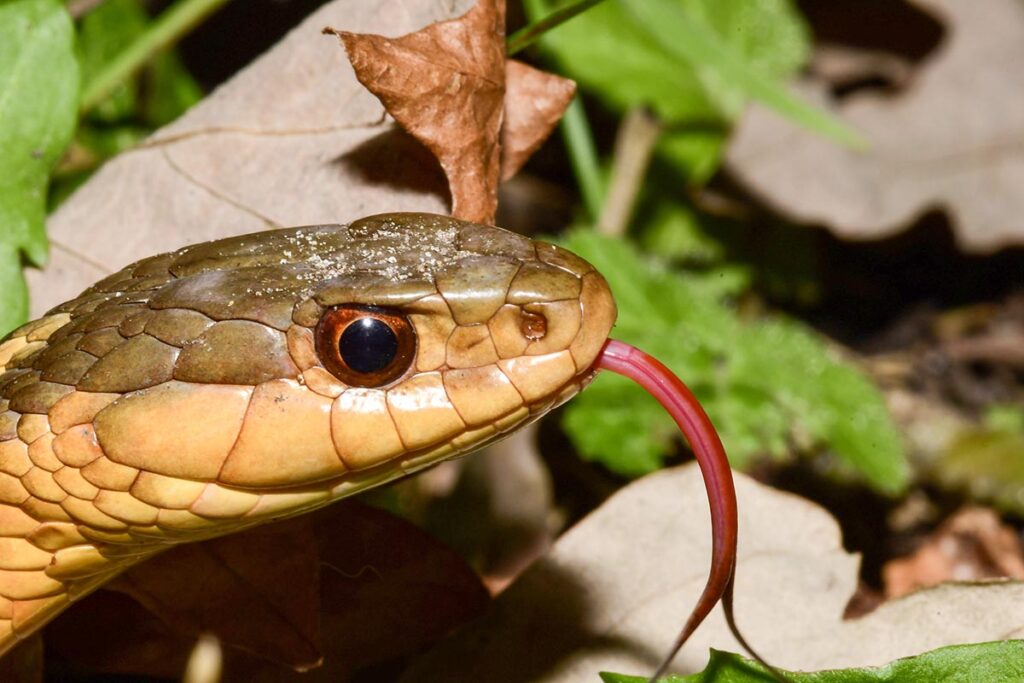 Aamjiwnaang has spent years protecting one of Canada’s last strongholds for a disappearing snake