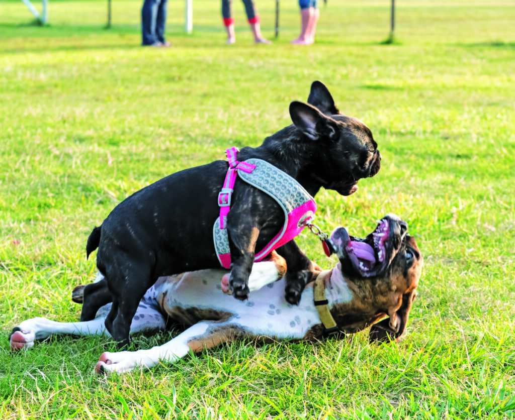 Dog beach buried, but two new pooch parks planned