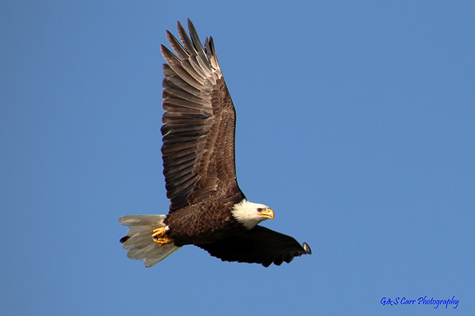 PHOTO OF THE DAY: Bald Eagle sighting