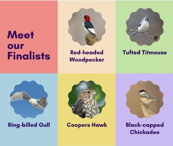 Voting underway for ‘Sarnia’s Official Bird’