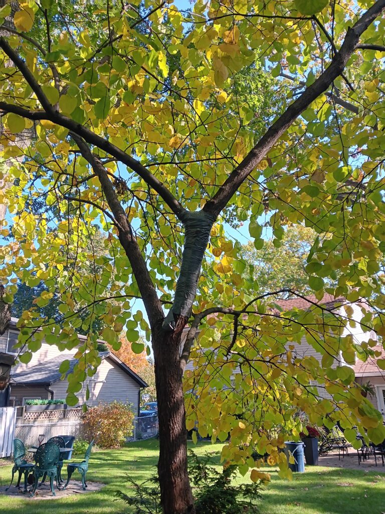 Nurture your green heart: Grow a native garden