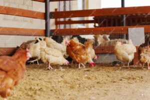 Bird flu