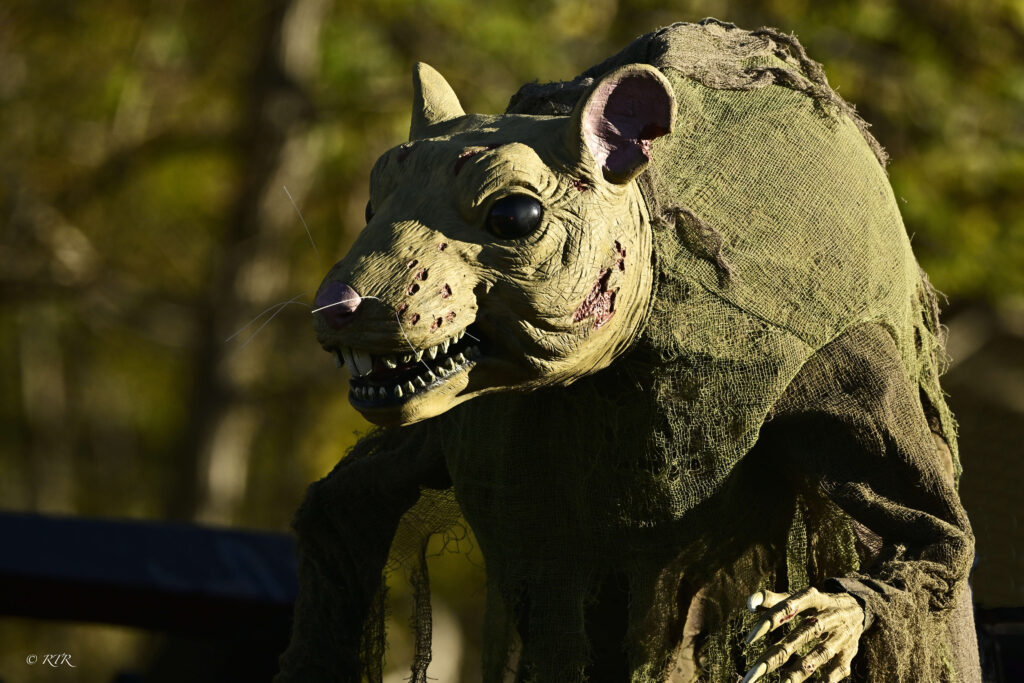 A rat decoration in a Halloween display, photographed by Ronny Rooster.