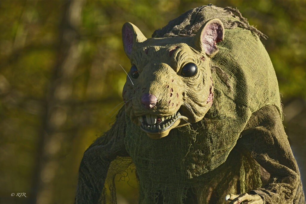 A rat decoration in a Halloween display, photographed by Ronny Rooster.