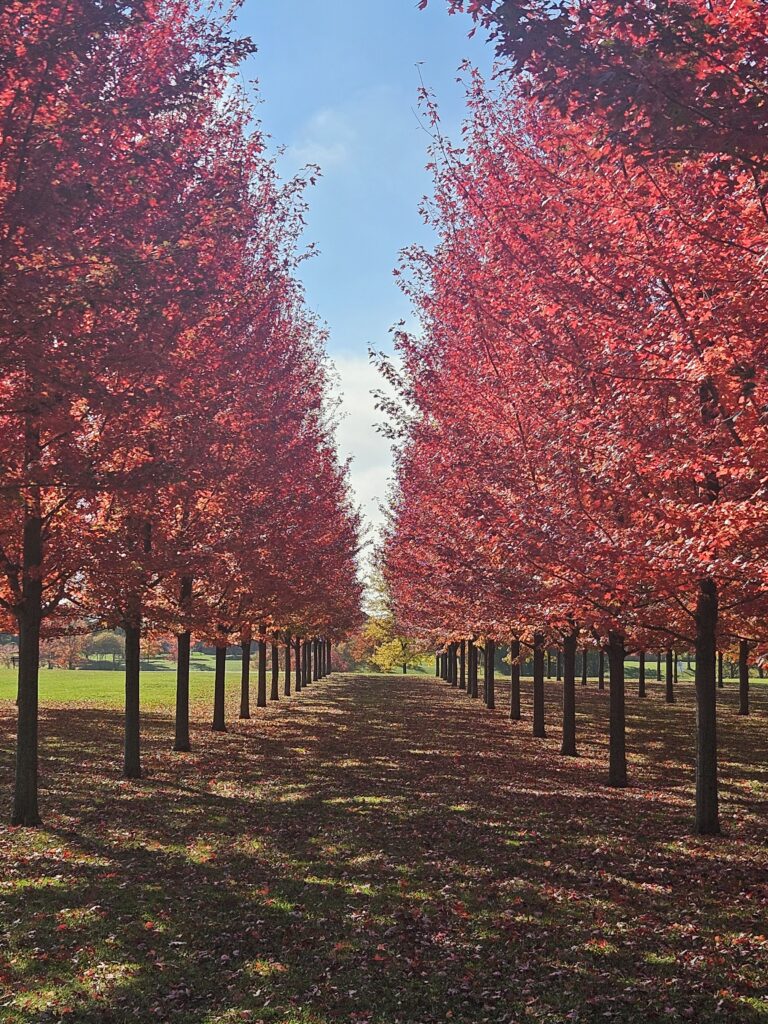 Autumn colour at Heritage Park’s Pond No. 1