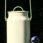 Bird at a backyard feeder on Ross Avenue, photographed by Robert Wighton