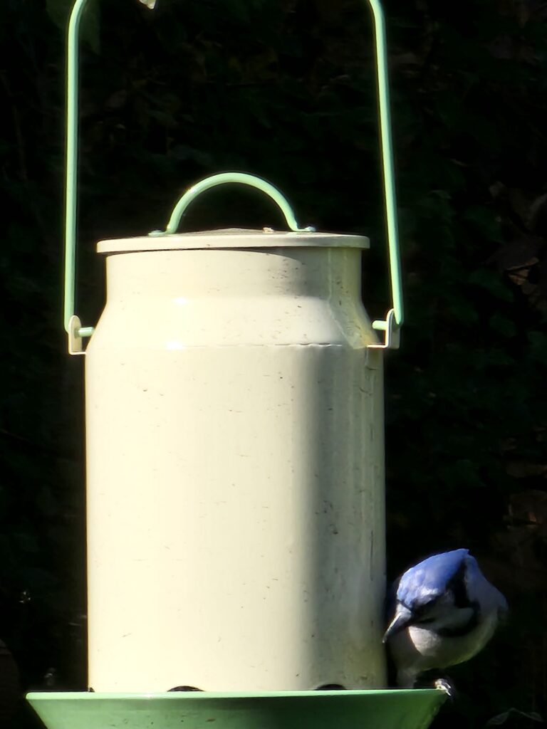 A backyard visitor on Ross Avenue