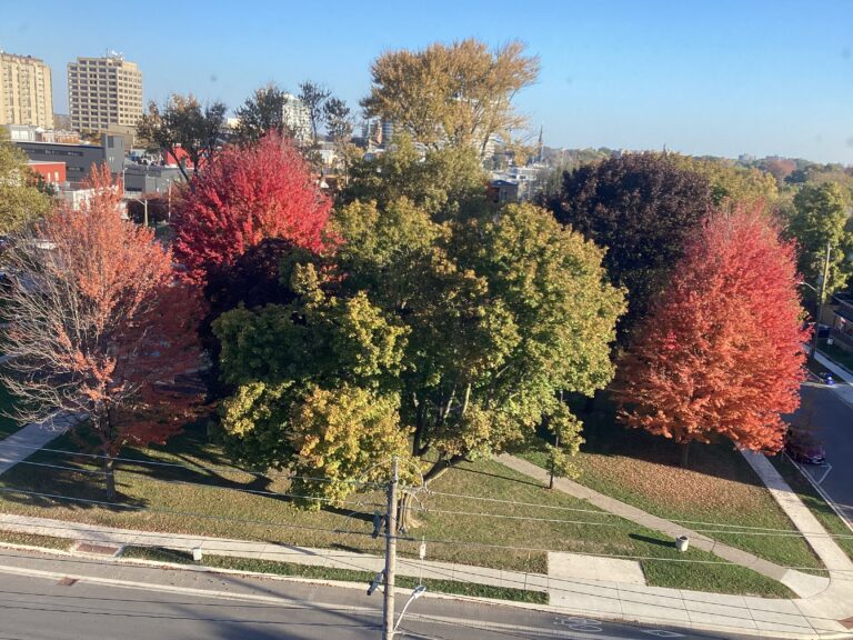 Autumn colour at Veterans’ Park