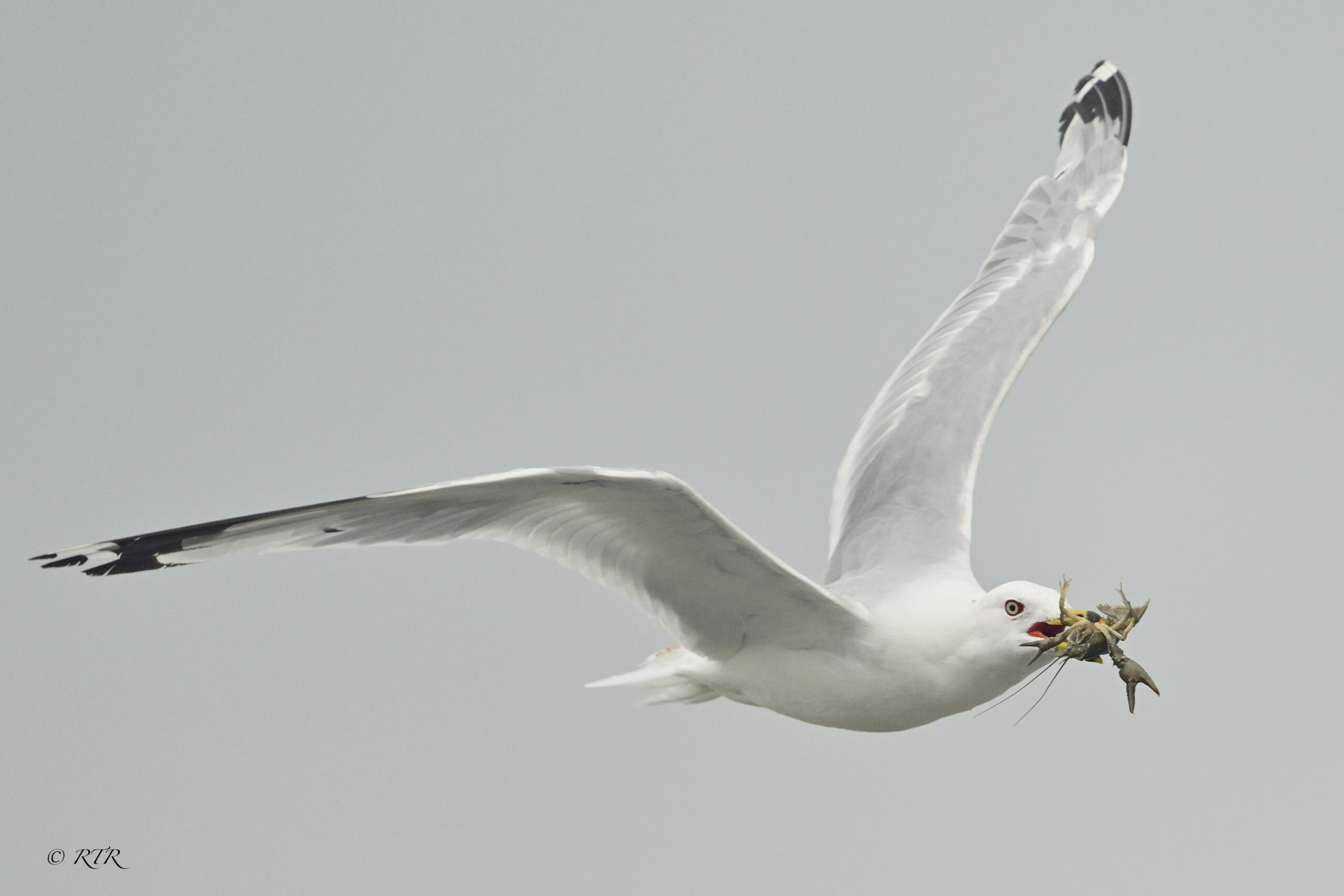 Gull flying with crayfish